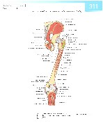 Sobotta  Atlas of Human Anatomy  Trunk, Viscera,Lower Limb Volume2 2006, page 318